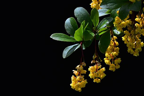 Berberine